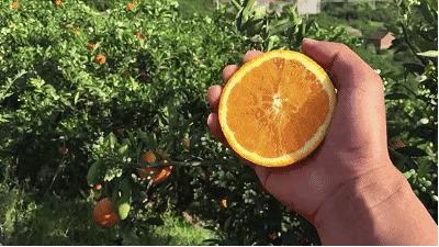 婀栧寳绉綊浼︽櫄鑴愭鐖嗙敎鐖嗘眮鍥炬枃,绉綊浼︽櫄鑴愭鐖嗘眮