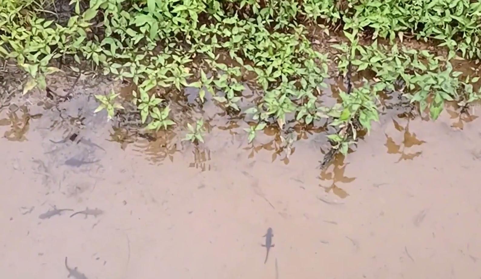 山洪冲出一窝娃娃鱼?江西钓友进山钓鱼,溪流里发现一群四脚兽