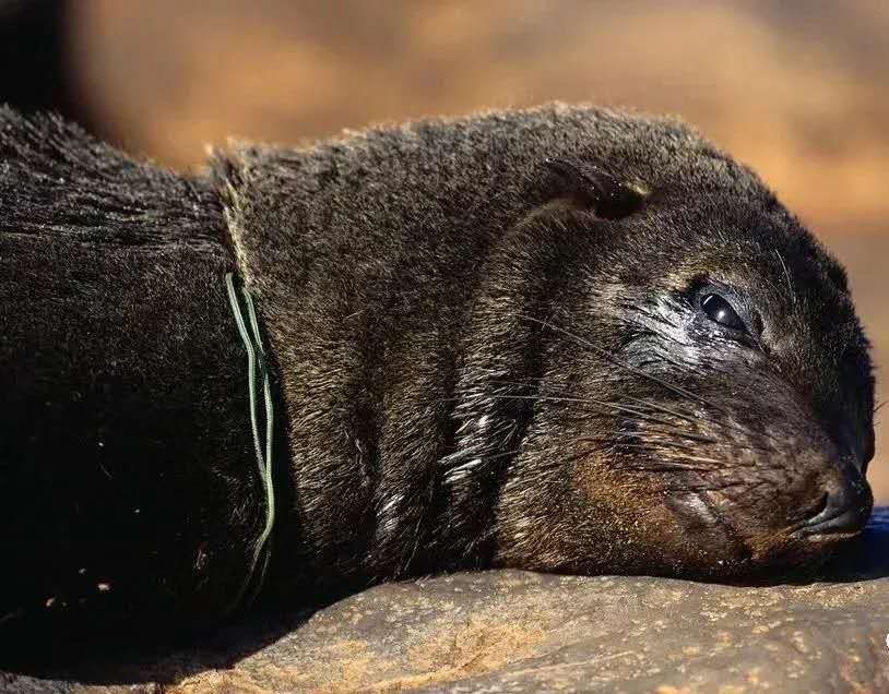 地球生病了，没有人知道，明天等待我们的又是什么