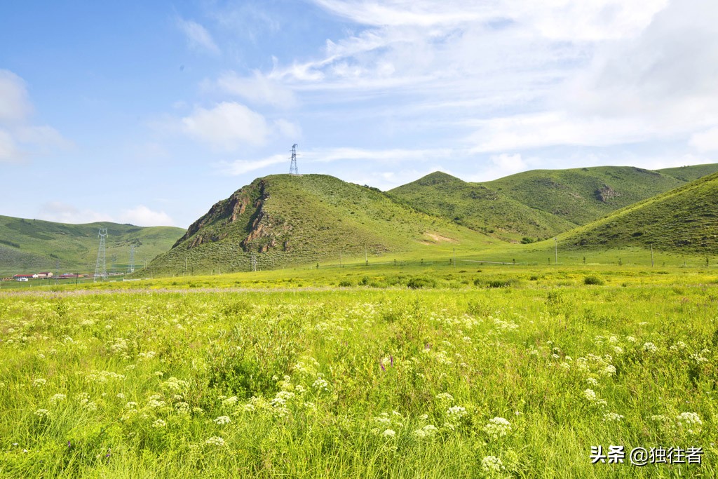 丰宁野花,丰宁坝上草原花海