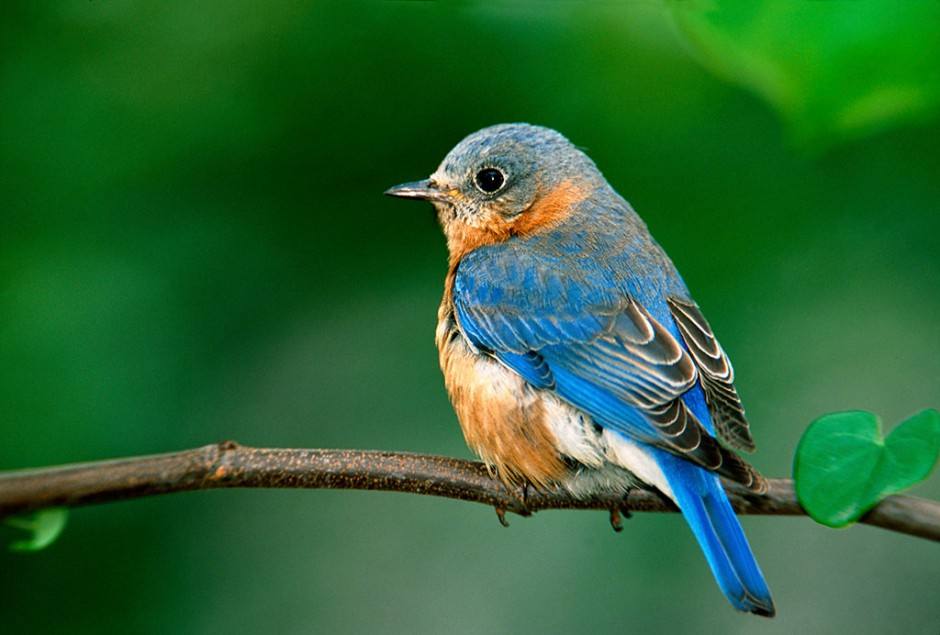 2岁孩子叛逆期如何正确引导,孩子叛逆第二天怎么教育