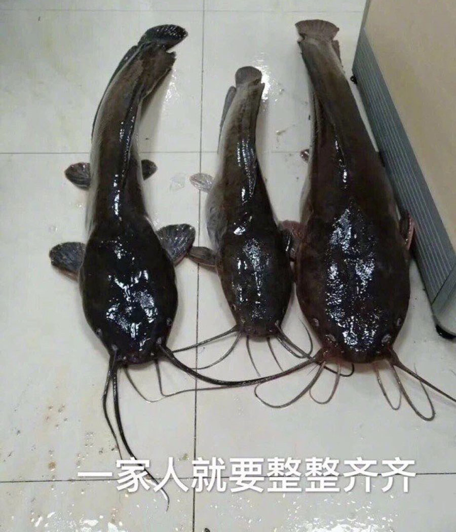 塘鲺鱼用什么钓,塘鲺鱼怎么钓最好