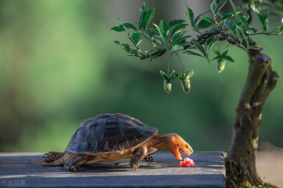 黄缘龟怎么养好,黄缘龟可以和陆龟一起养吗