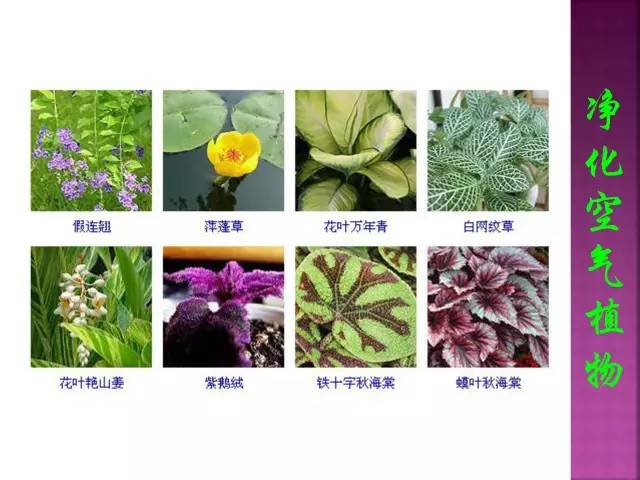 花卉大全500种观叶植物名称,1332种常见花卉植物图谱