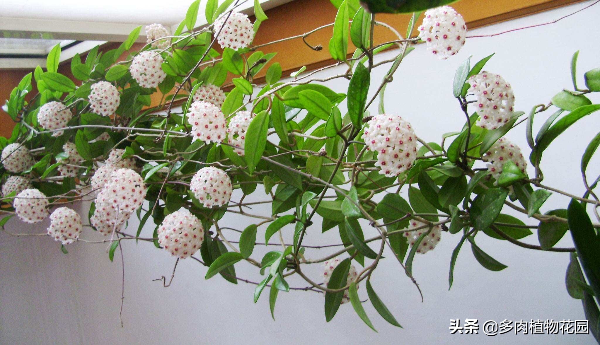 球兰花怎么养才能开花,球兰怎么才能开花