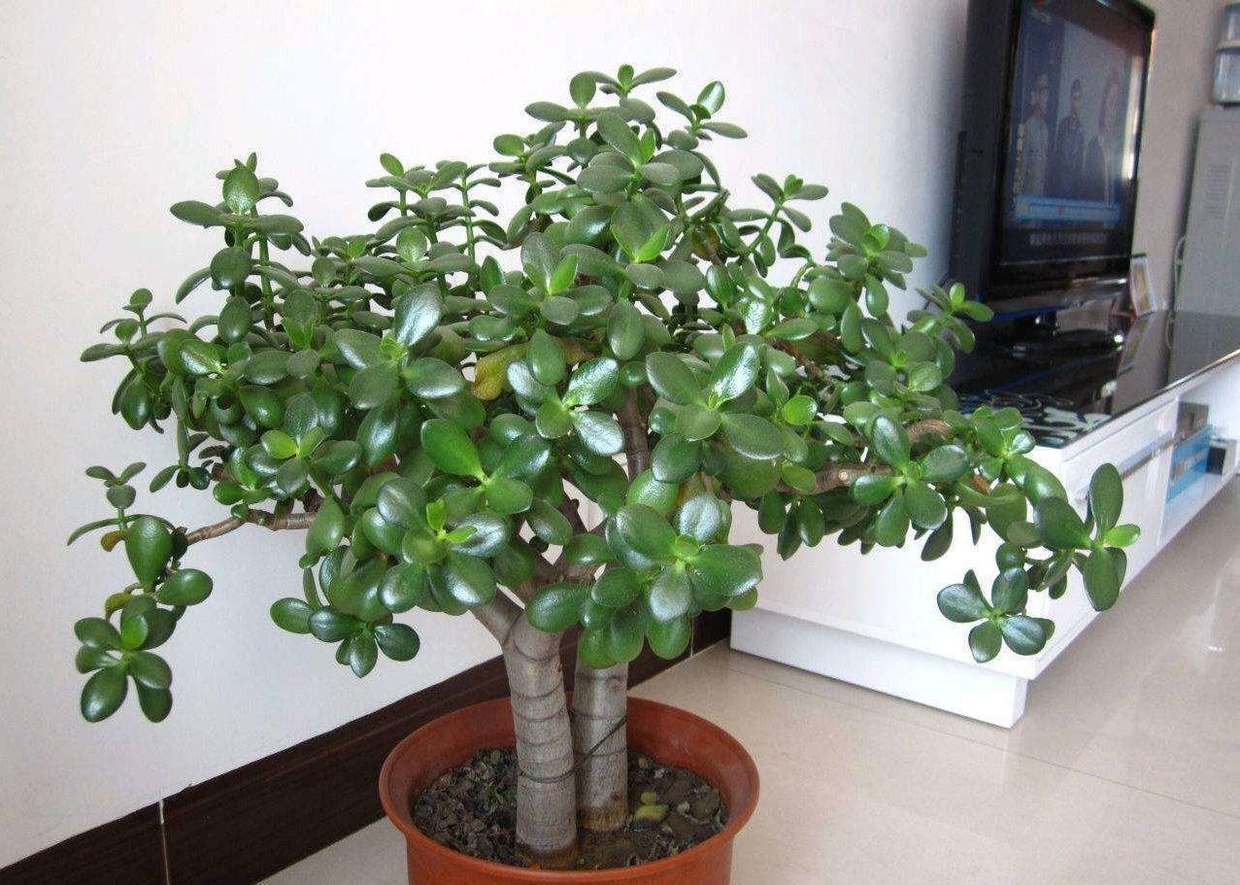 玉树换盆半个月了怎么还黄叶呢,玉树黄叶是怎么回事