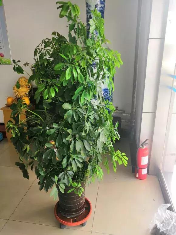 鸭掌木叶子发黄烂根，时刻把握好“养护5点”，叶子翠绿有生机