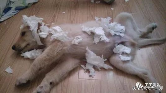 狗狗爱撕纸玩,狗狗爱撕衣服怎么办
