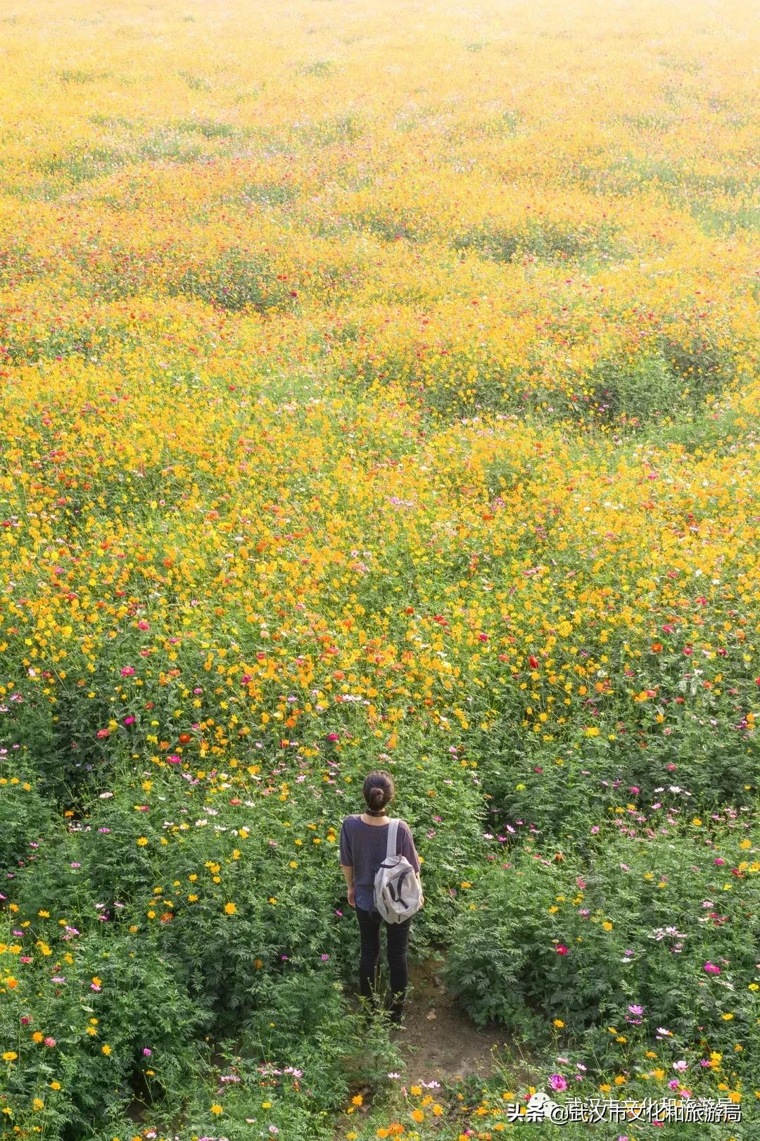 来武汉必须知道的10件事,武汉读大学攻略
