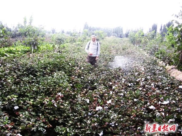植物生长调节剂催熟,有催熟作用的植物生长调节剂