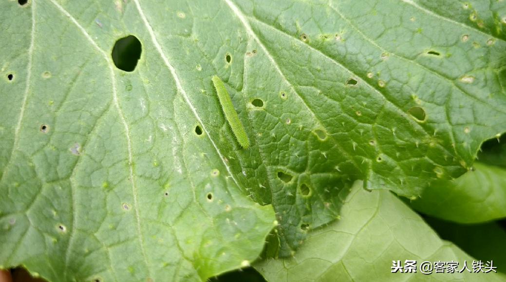干菜农家自制干货,纯手工制作农家菜干