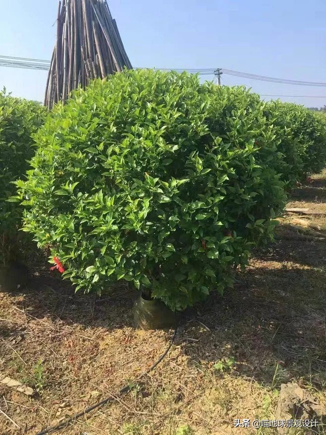 常见的灌木植物100种图片大全,灌木植物种类及图片