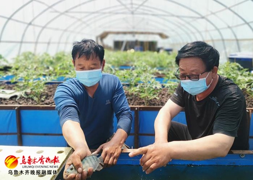 池下养鱼池上种菜,循环水种菜养鱼经济效益