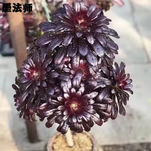 多肉法师韶羞现在能摘心吗,多肉法师欧紫跟韶羞的对比图