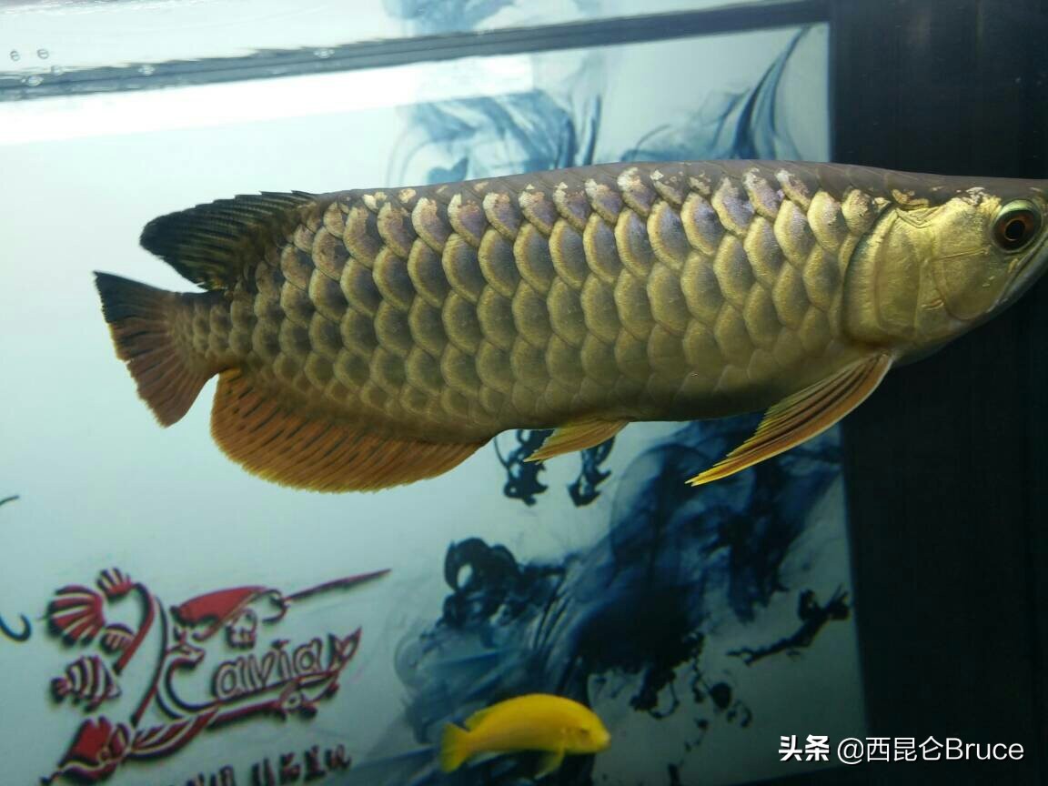 浜旇冻閲戦緳鍔虫柉鑾辨柉,閲戦緳鍔虫柉鑾辨柉