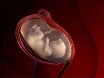 超高清胎儿,超详细的各阶段胎儿发育图