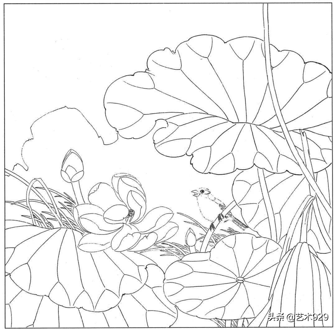适合初学者的荷花白描画稿,荷花小品实用白描画稿