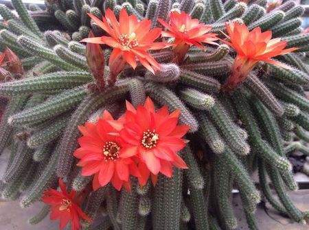 仙人指开花后的养殖方法,仙人指开花时能喷磷酸二氢钾