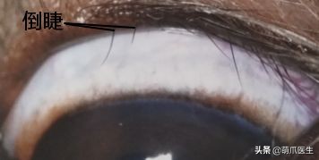 猫咪眼睛有分泌物怎么处理,猫咪眼部常见的疾病及日常护理