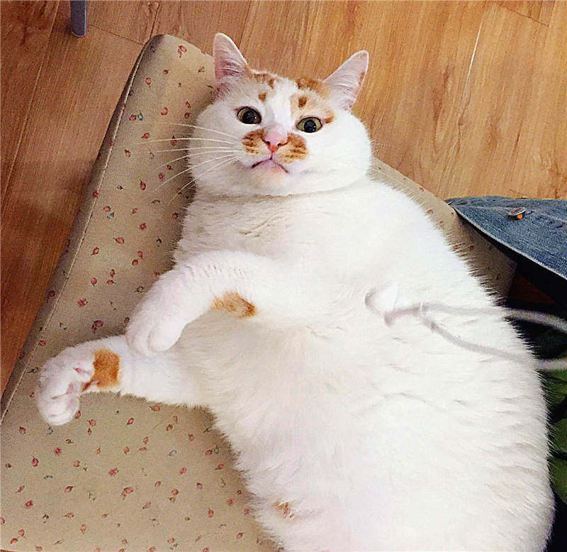 楼楼网红猫咪,楼楼网红猫是什么品种