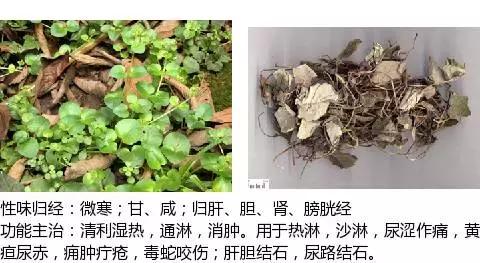 常用中草药名称大全图片及药效,常用中草药药效大全