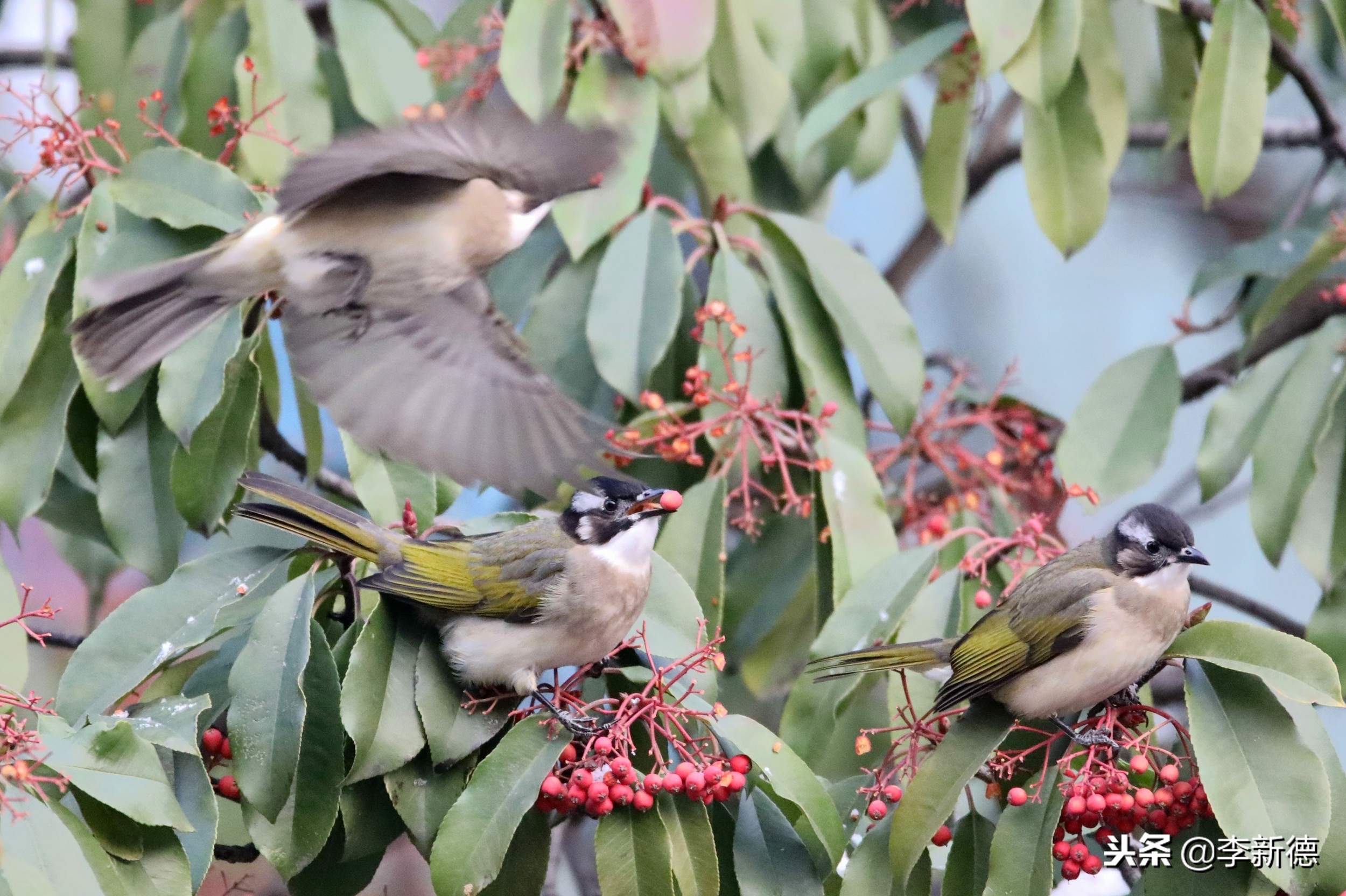 合肥拍到的小鸟,合肥乌鸟