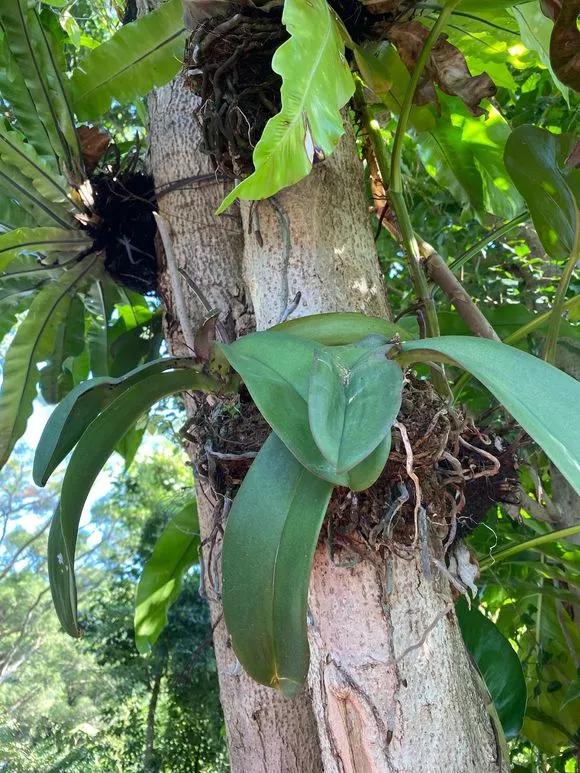 兰花冬季移种如何快速生根,把兰花种树上