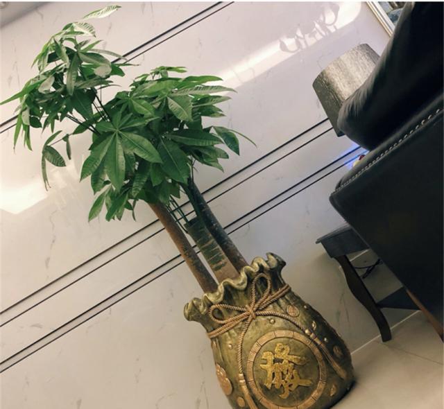 什么盆栽招财风水比较好,十二种招财风水花草