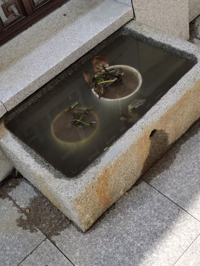 紫清山房琐记(135)栽种睡莲