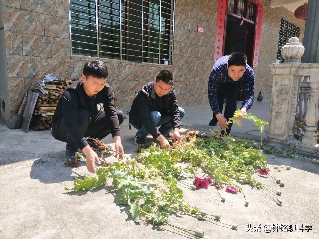 误食罂粟膏之后有什么危害,误食罂粟籽的危害