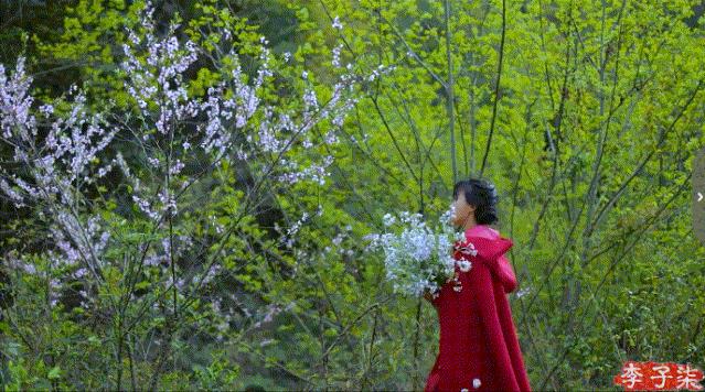 李子柒火起来,网红李子柒爆火的原因