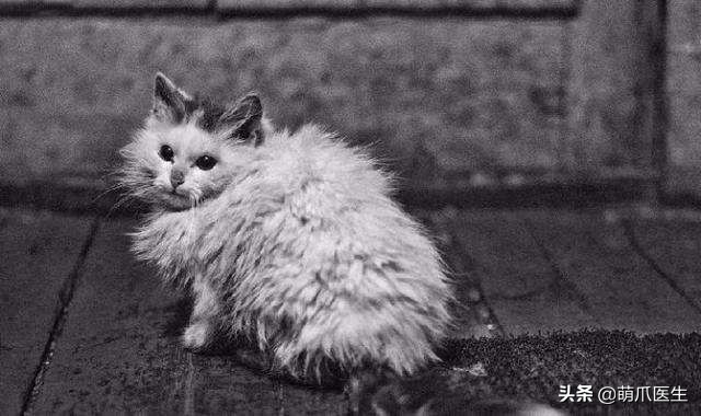 猫咪也会做噩梦吗,猫也会做噩梦吗