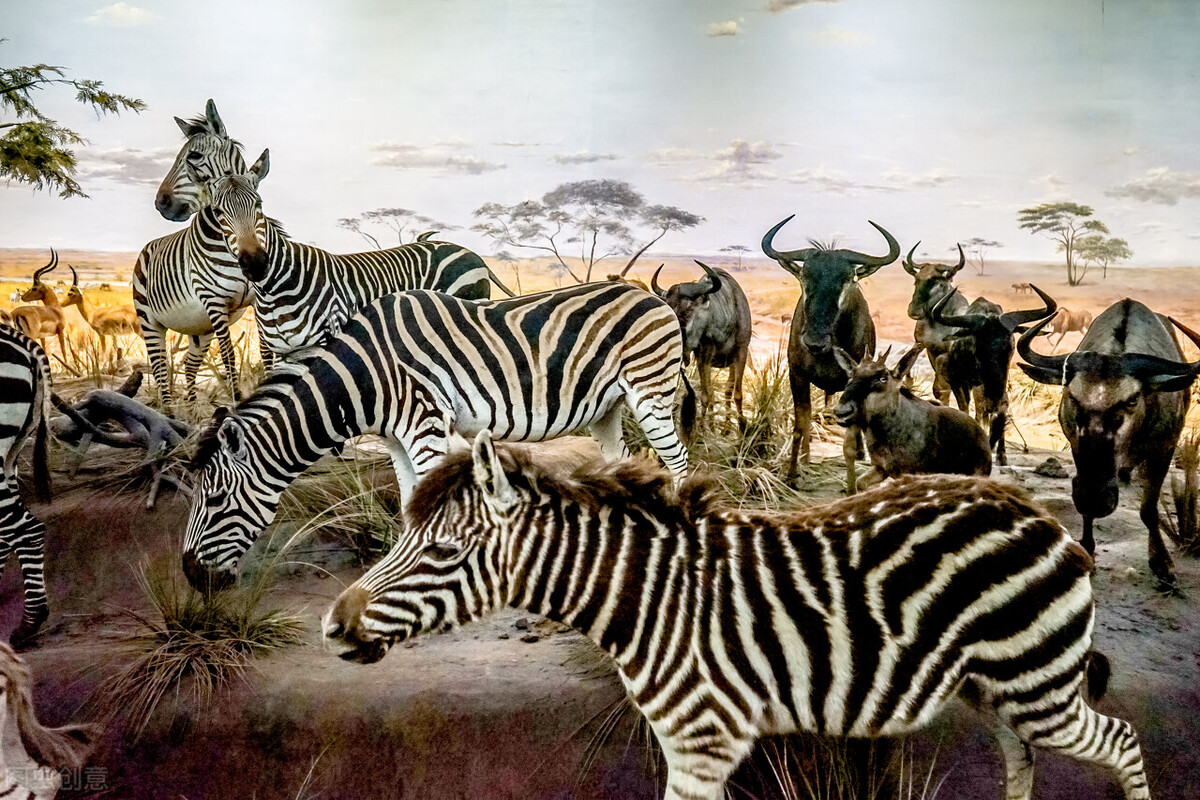 河马被粪便憋死,河马拉的粪便可以毒翻一条河