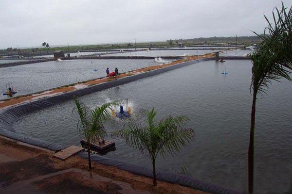 鱼塘防水膜多少钱一斤,鱼塘防水膜价格