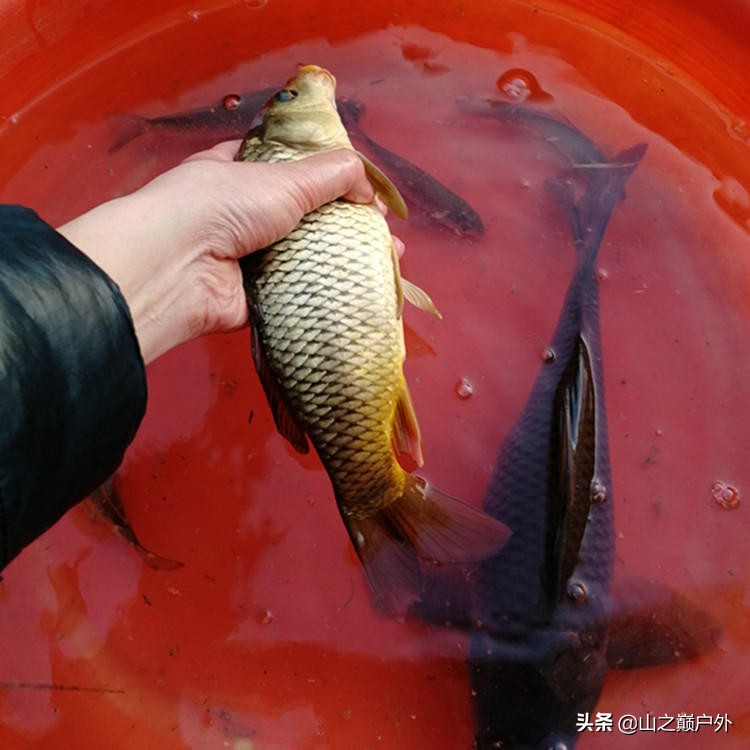 竹子鱼竿挑选技巧视频教程,怎么挑选偏软质量比较好的鱼竿