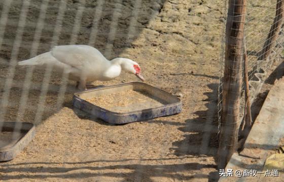 鸭受精率低是什么原因,怎样给种鸡母鸭输精是正确的