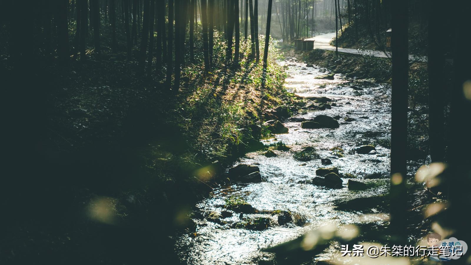 中国最美竹海在竹都江安,中国最大的竹海景区