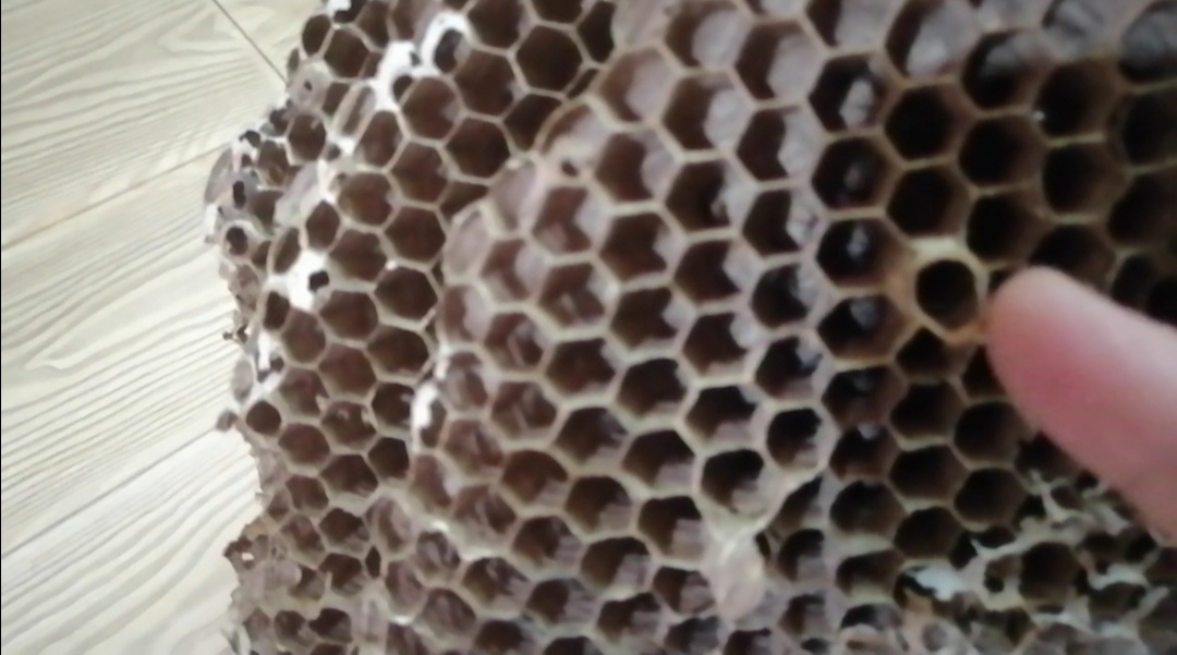 野生马蜂窝一般有多大,野生最大的马蜂窝是多大