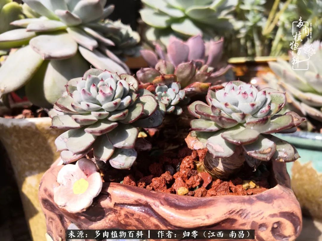 人生转个弯,在小院遇见落入凡间的多肉小精灵