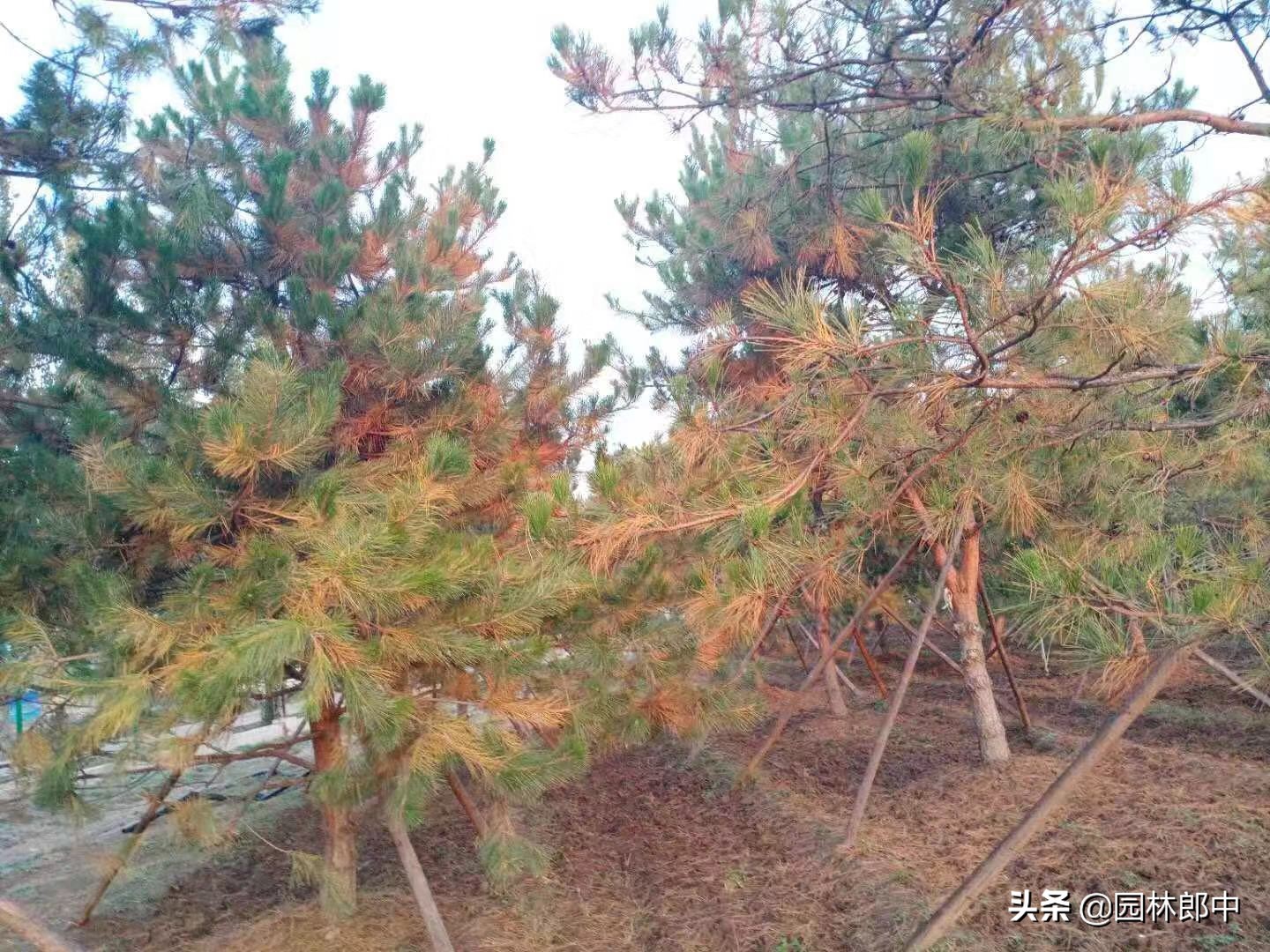 松树针叶发软下垂什么原因,松树针叶枯黄怎么处理