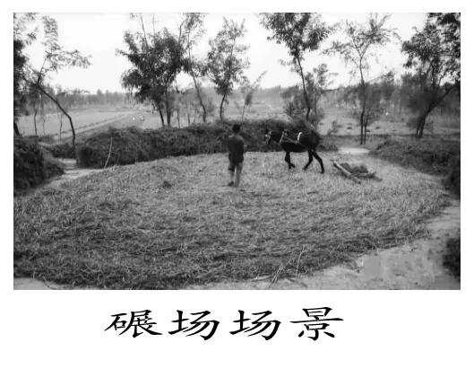 乡村记忆之我的表嫂,乡村记忆