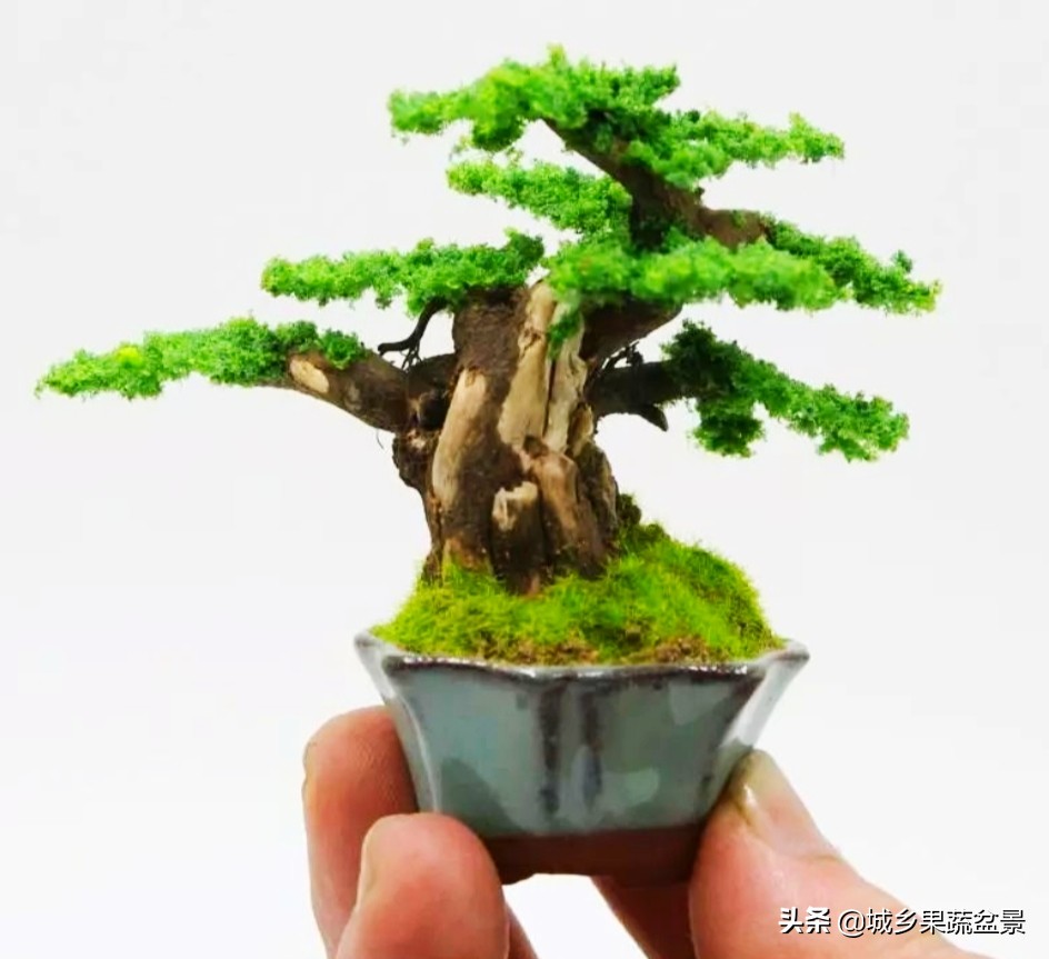 三十多年经验教你制作掌上树桩盆景，形态小巧，造型玲珑别致