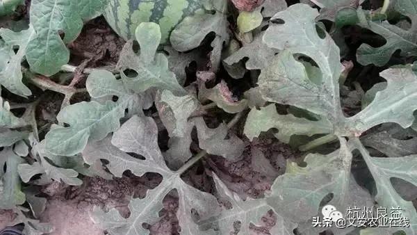 西瓜病虫害防治方法,盆栽西瓜怎么预防虫害