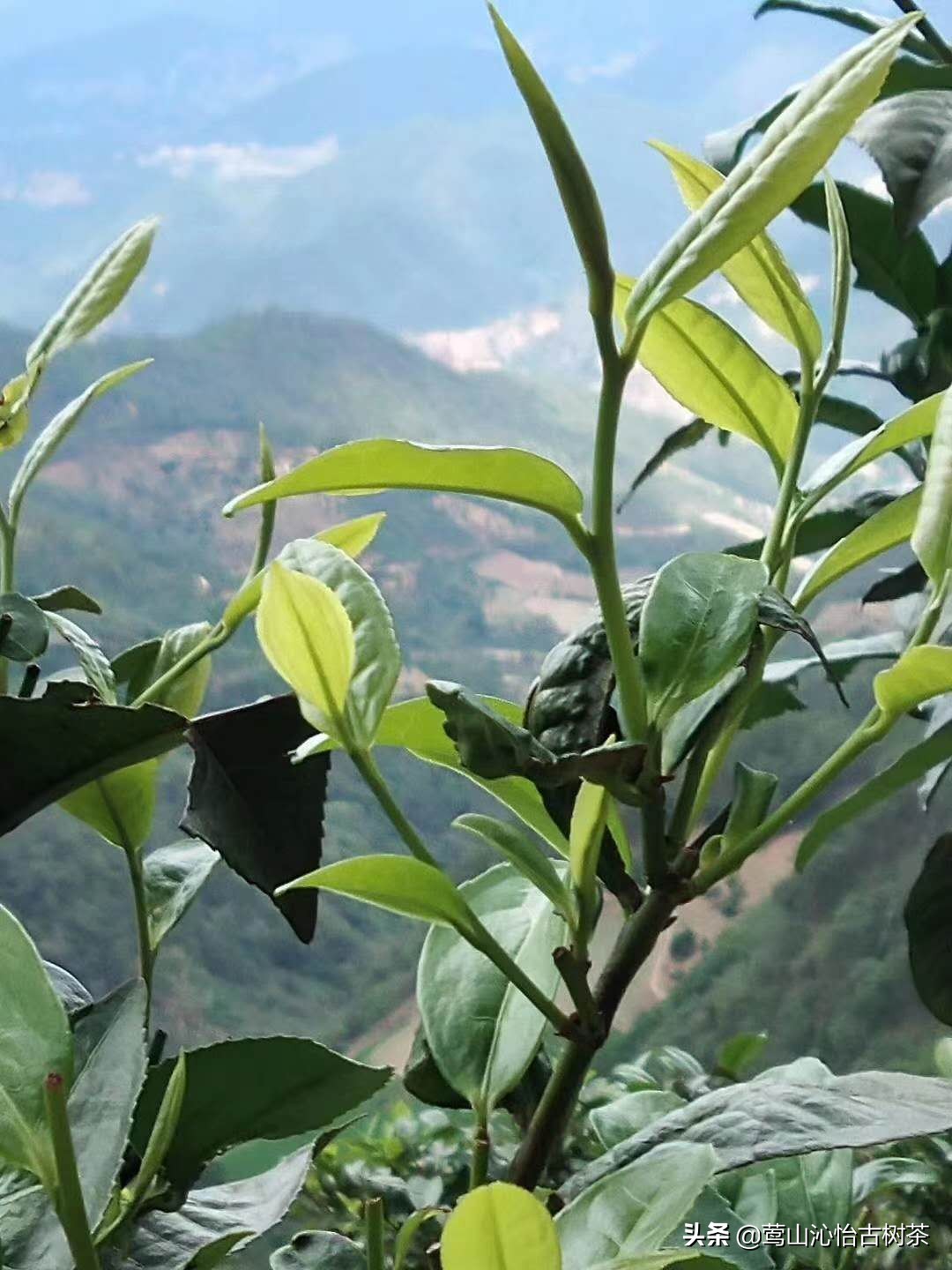 普洱茶生津多久才是好茶,普洱生茶值得细品么