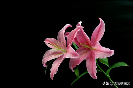 百合的种植方法和最佳时间,宜兴百合种植方法和注意事项