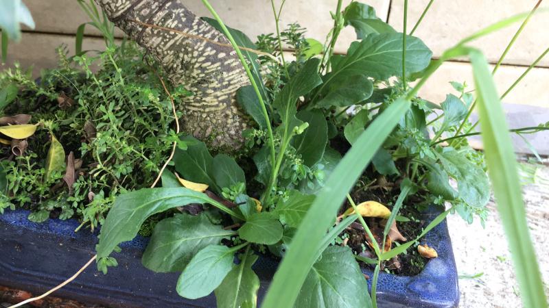 苹果盆景修剪技巧图解,新手也能学会的修剪盆景技巧