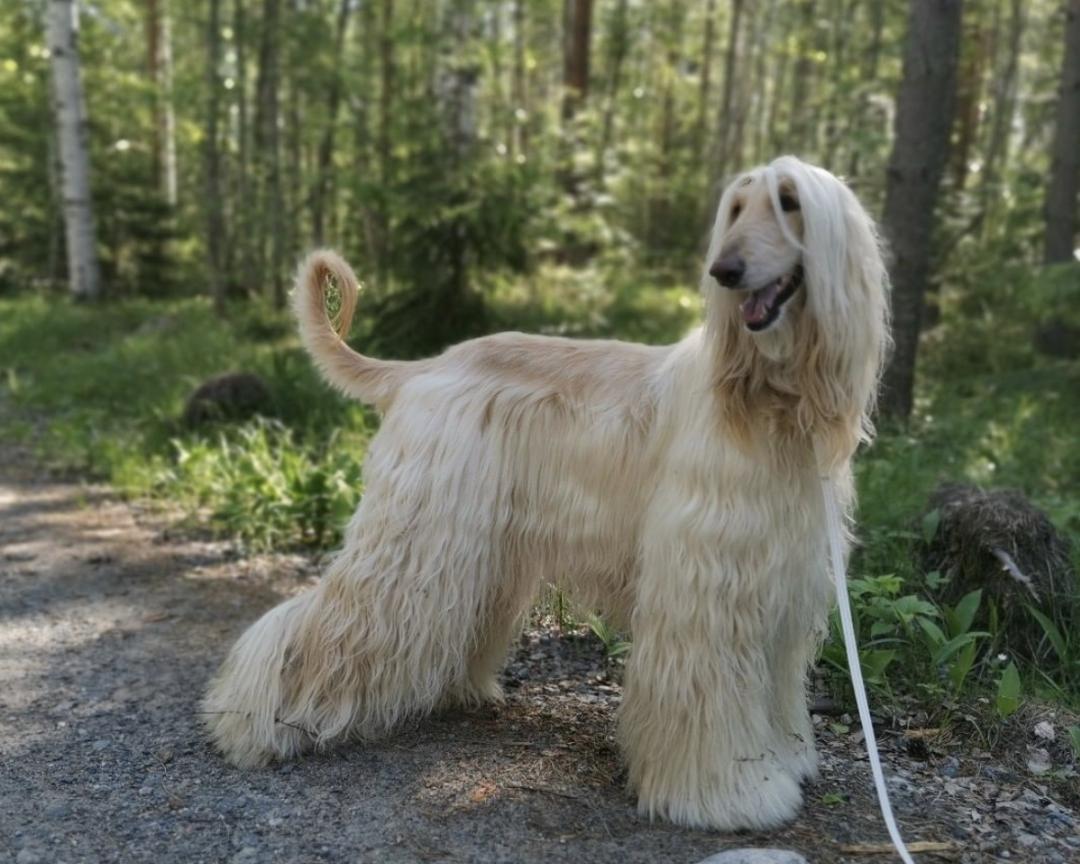 惹人喜爱的萌犬,萌犬