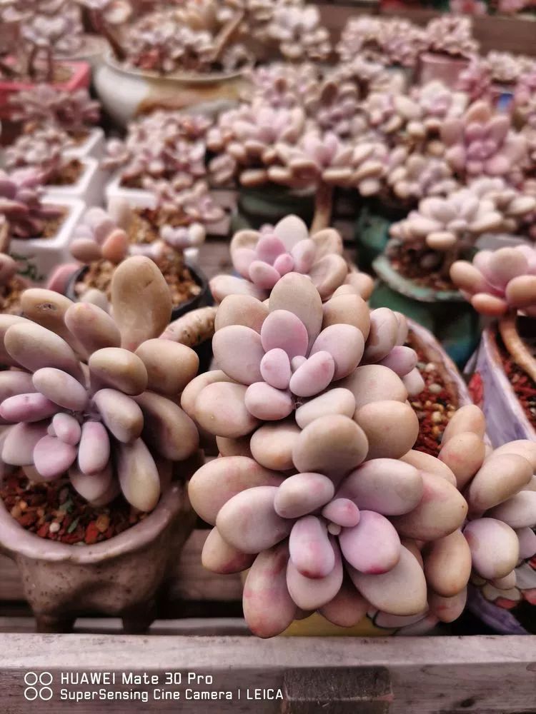 冬日如何更好地养多肉,冬天可以户外养护的多肉