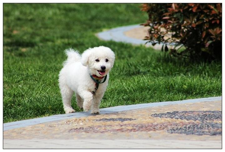 被小奶狗咬要不要打针,被自己家奶狗咬了要打狂犬疫苗吗