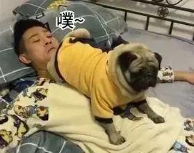 梦到喝马桶水，原来是狗半夜放屁